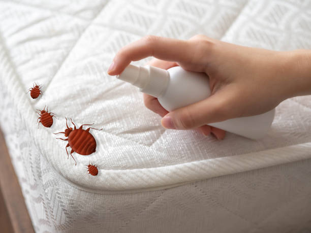 Best Local Pest Control Services  in Maquoketa, IA